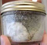jar contaminated with green mold